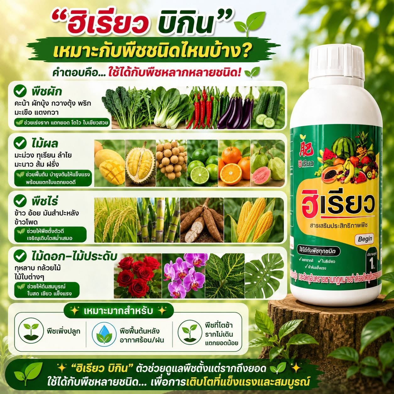 ฮิเรียว บิกิน เร่งราก ฟื้นต้น