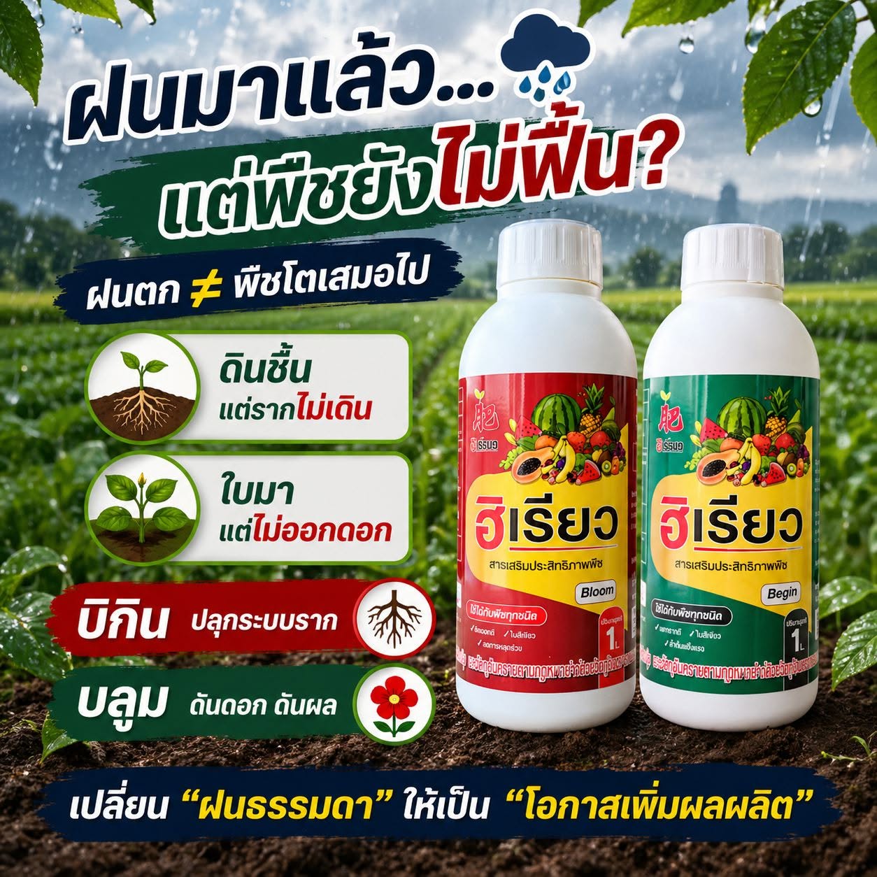 ฝนมาแล้ว แต่พืชยังไม่ฟื้น